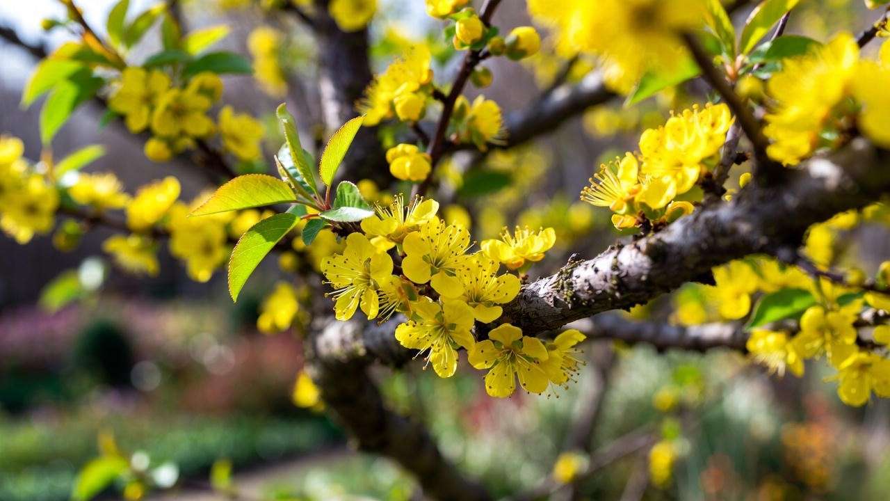 Silver apricot tree branch with yellow blooms after proper pruning with shears."
