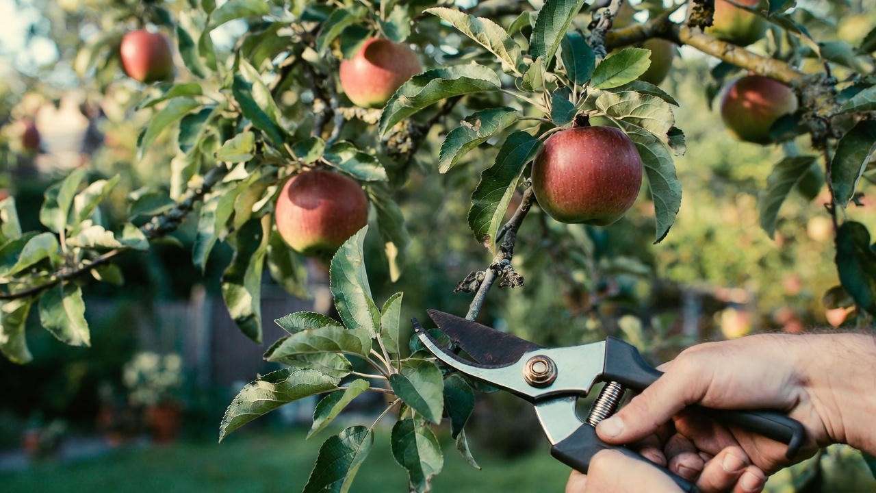 Pruning an Anna apple tree with shears in a lush warm climate backyard, ripe apples visible."