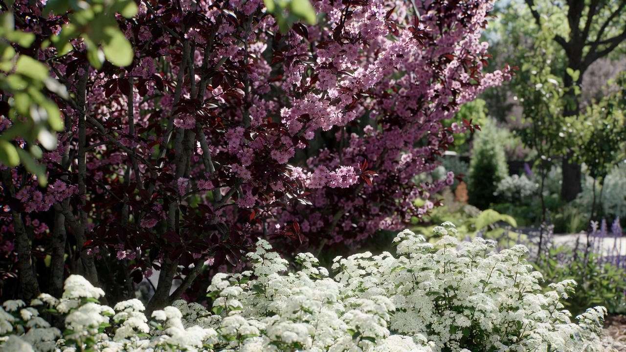Purple Leaf Plum tree with pinkish-purple flowers and white spirea hedge."