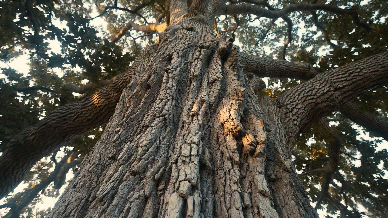 Heritage burr oak showing signature corky bark texture