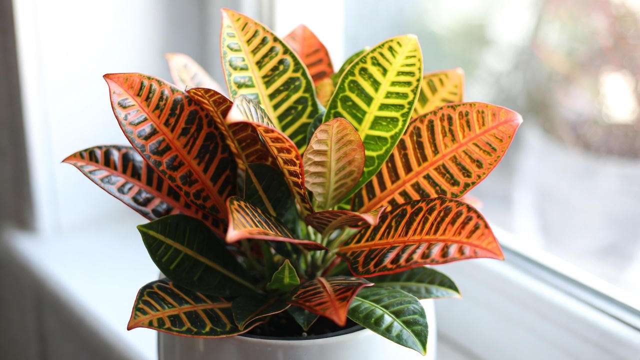 Healthy Croton Petra plant displaying classic multicolored foliage indoors