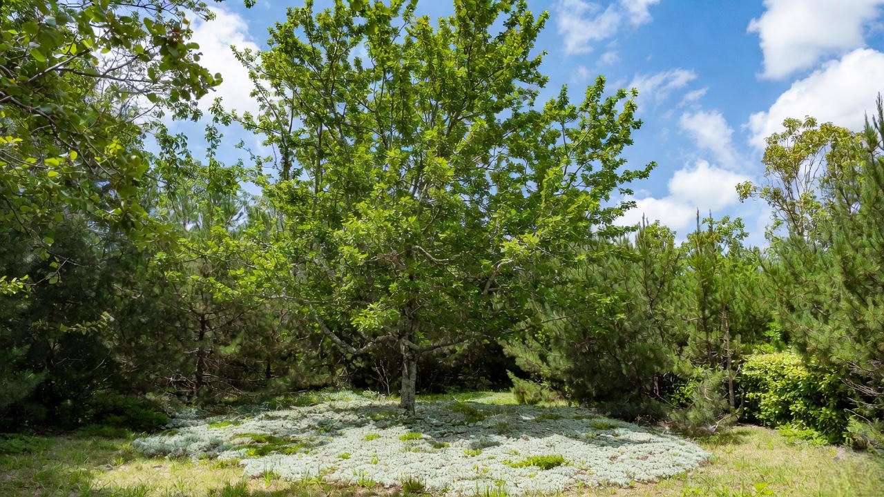 Yard with female oak tree and native groundcovers to reduce pollen."