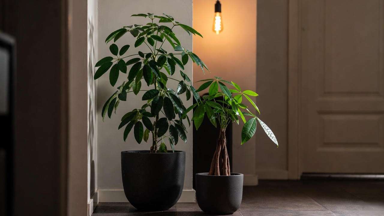 Schefflera and Money Tree in dim hallway with warm Edison lighting