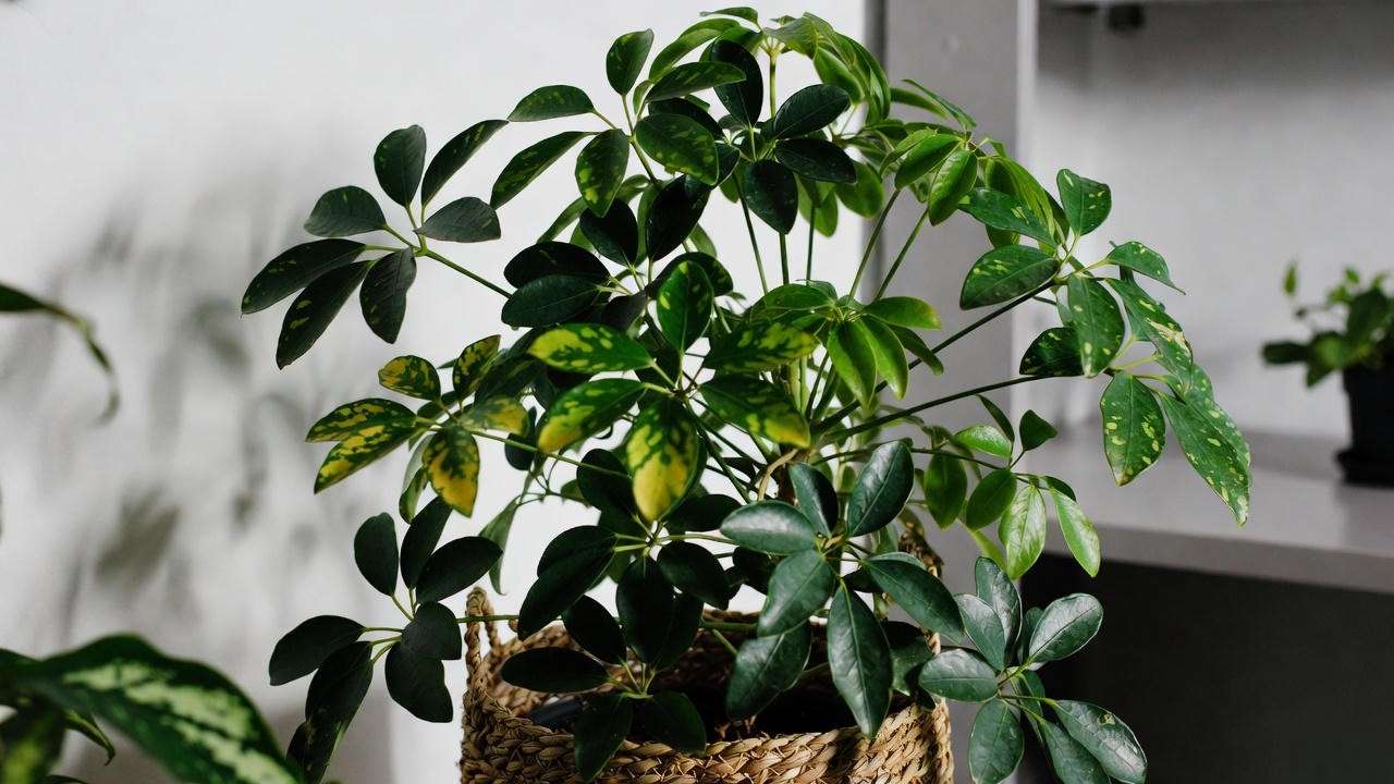 Schefflera umbrella plant in a woven basket in a bright office"