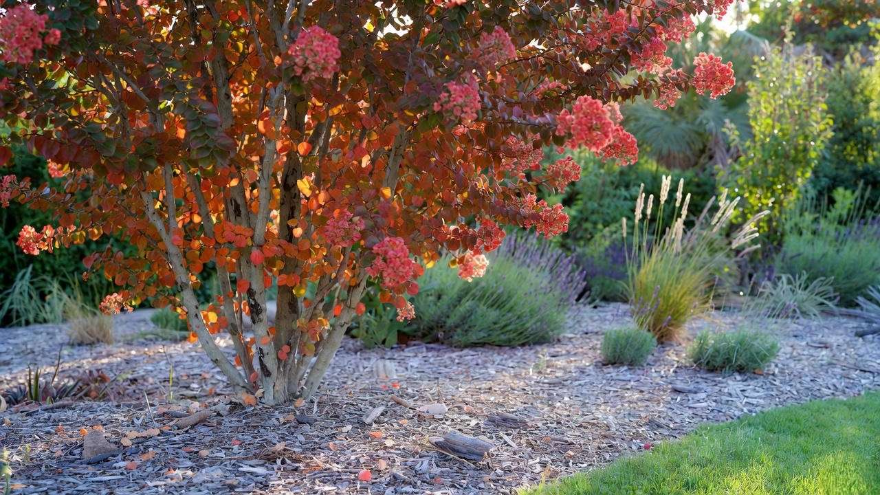 coma Crape Myrtle tree in fall with red-orange foliage and mulch in a seasonal garden."