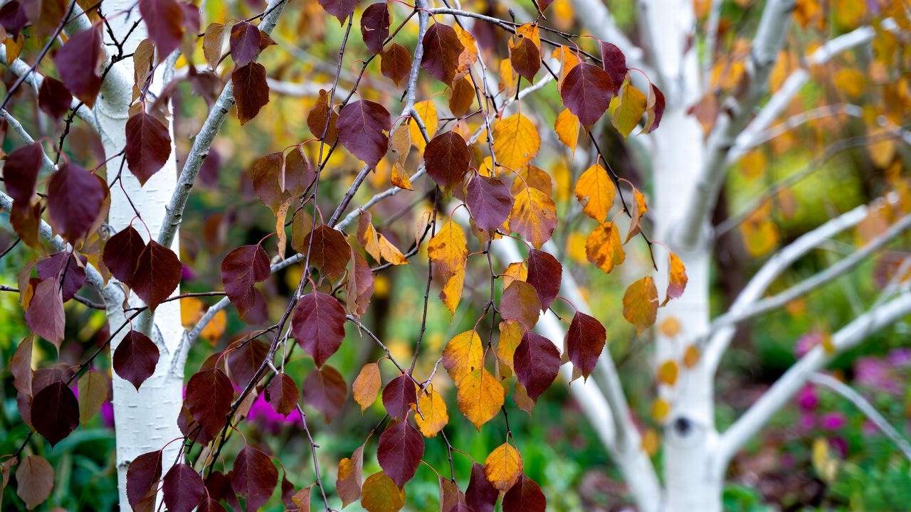 Seasonal collage of Betula Royal Frost Birch Tree in spring, fall, and winter".