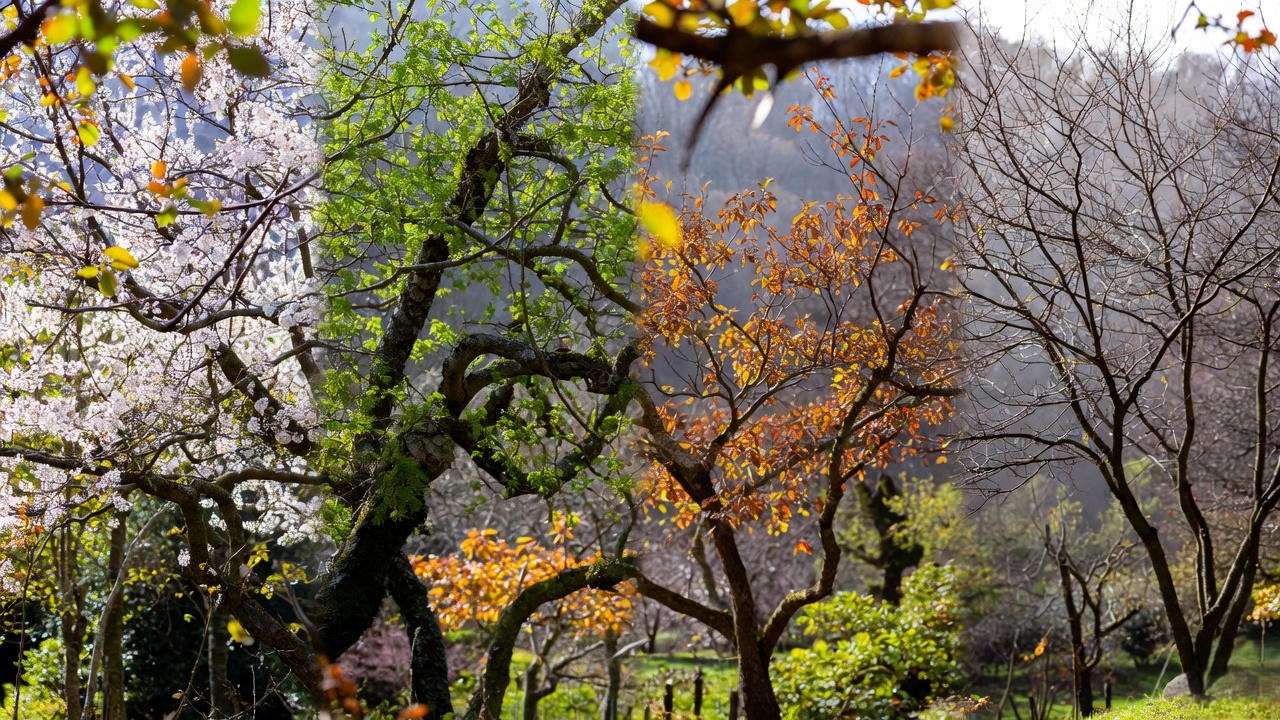 Plum tree garden through seasons with vibrant blooms and natural landscape."