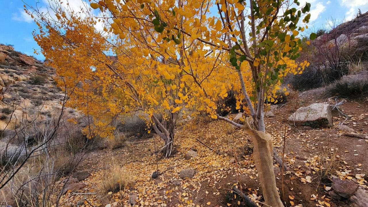 Arizona ash tree with fall foliage and burlap-wrapped young tree in desert landscape".