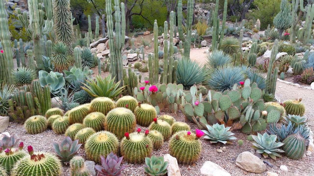 Seasonal display of spiky succulents with blooming cacti in summer and frost-protected dormant plants in winter."