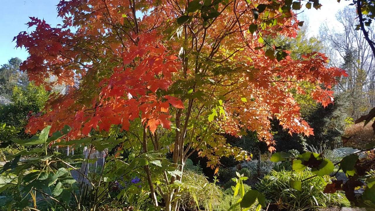 Flame maple tree thriving in a sunny garden spot with well-drained soil and vibrant fall foliage."