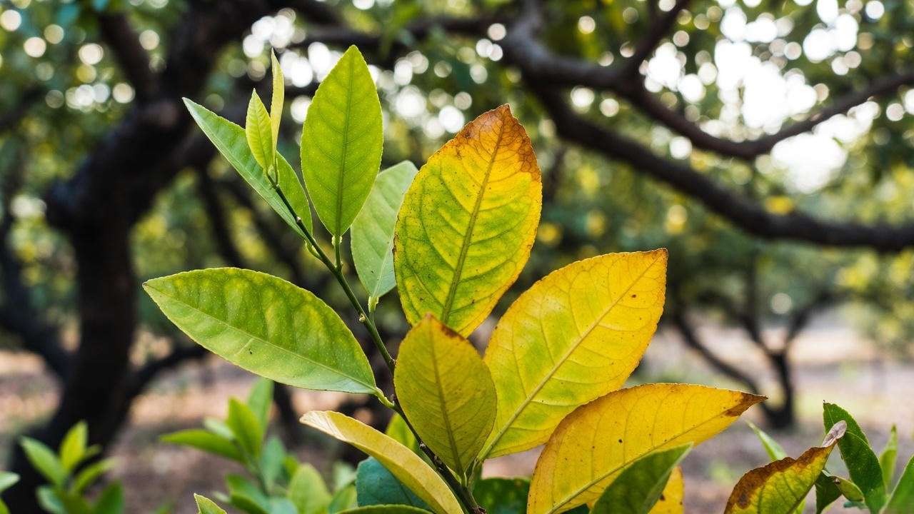 Skipping Micronutrients