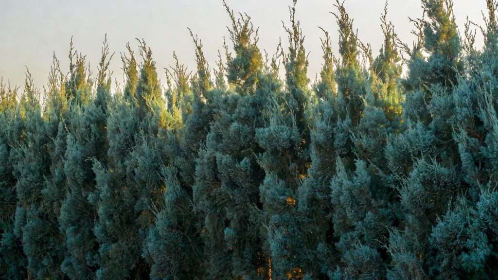 10 Best Columnar Evergreen Trees for Privacy 2025