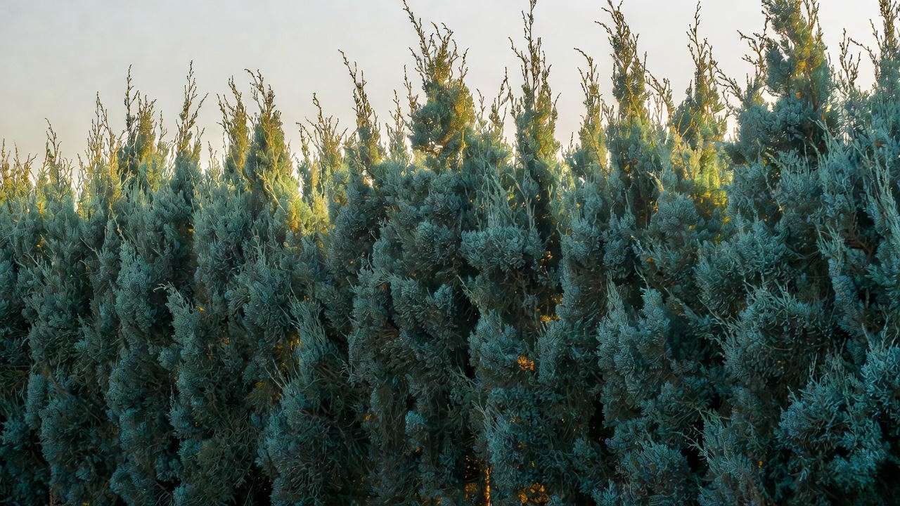 Skyrocket Juniper narrow evergreen privacy screen in golden evening light