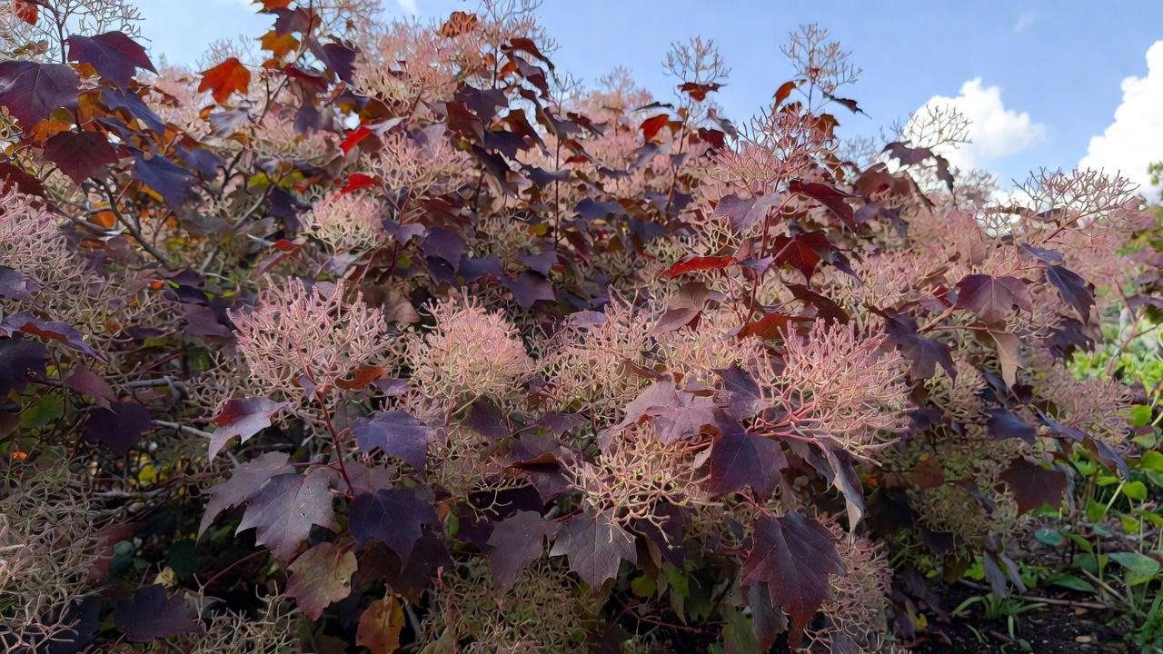 Royal Purple smoke bush with dramatic red-purple foliage and smoky summer plumes