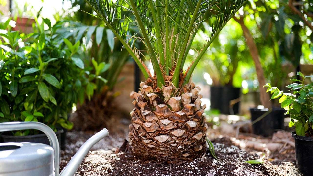 Adonidia palm tree in well-draining soil with watering can in a sunny tropical garden."