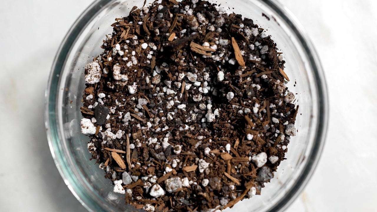 Best chunky soil mix recipe for Green Island Ficus plant