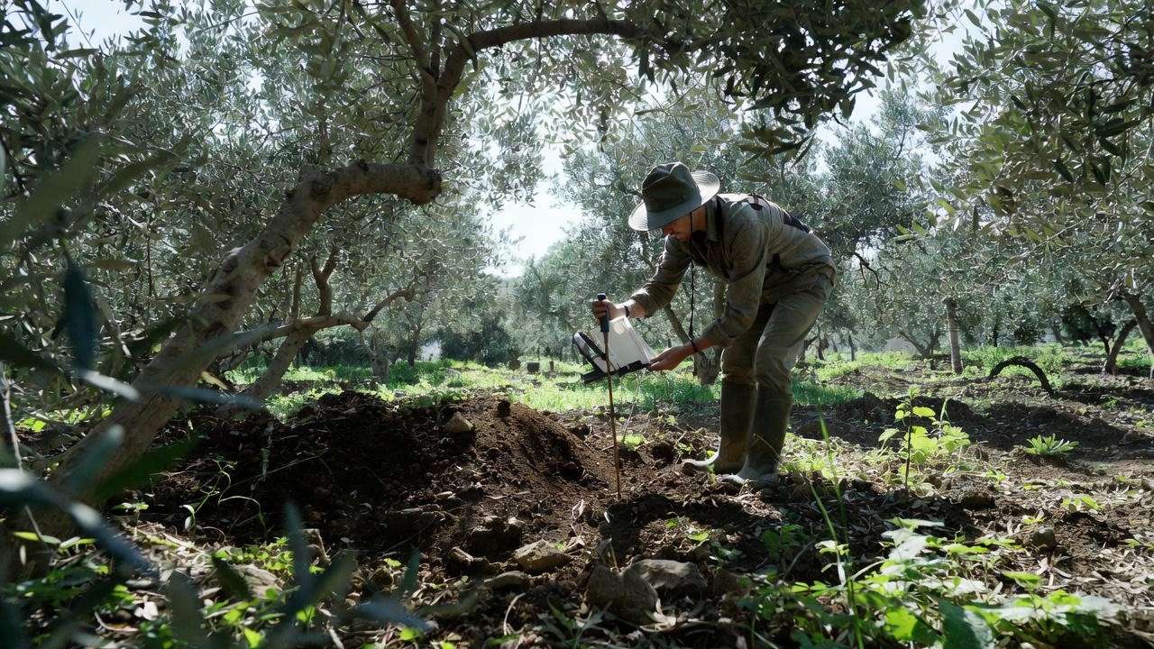 "Person conducting soil testing in a Mediterranean olive grove for fertilising olive trees."