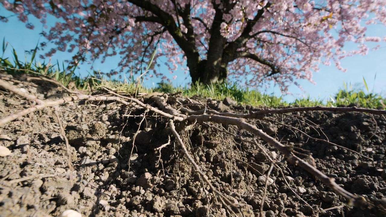 Close-up of cherry tree roots in loamy soil with a blooming tree in the background"