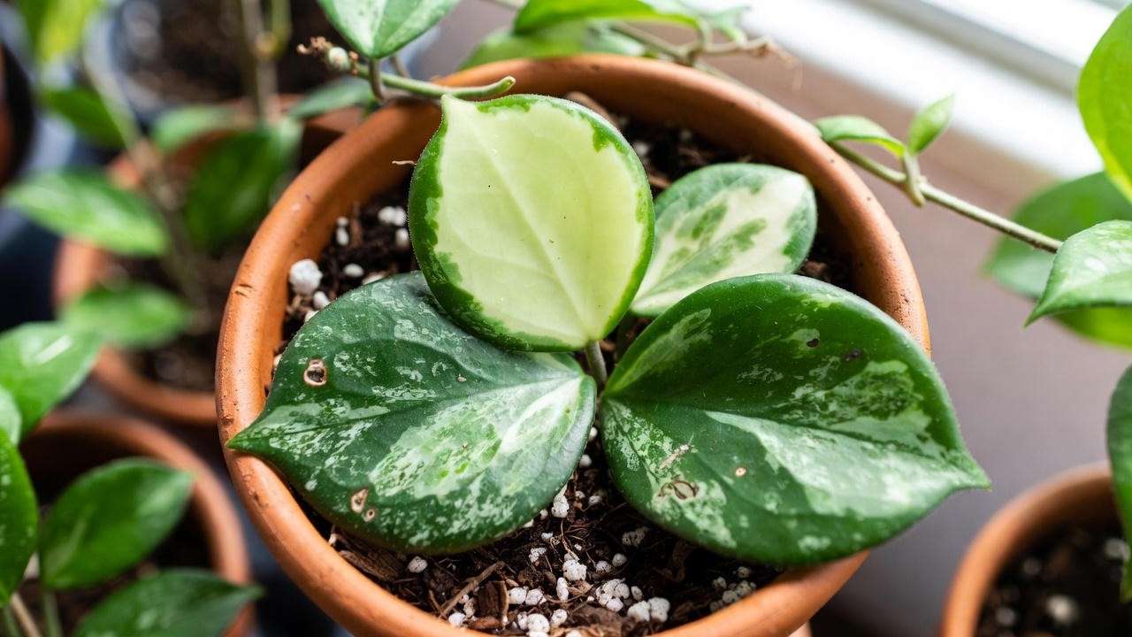 Close-up of variegated heart hoya plant in well-draining pot with perlite soil mix."
