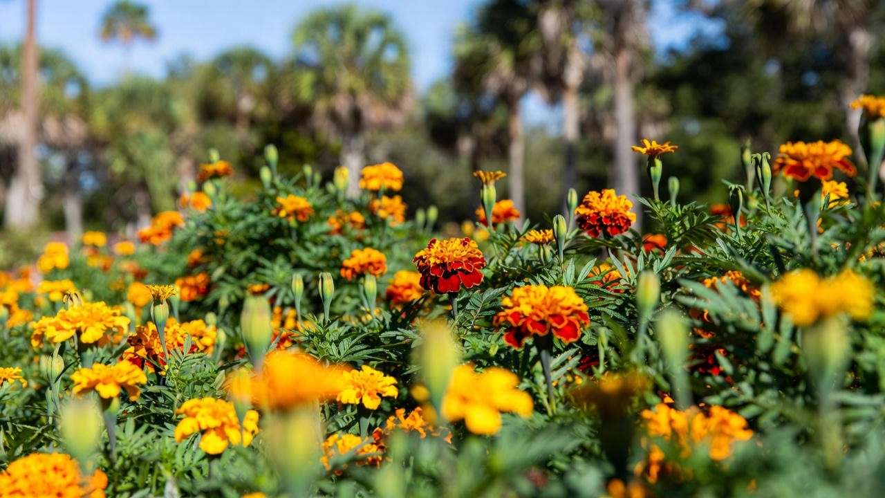 Marigolds blooming in winter in zones 9-11 warm climates