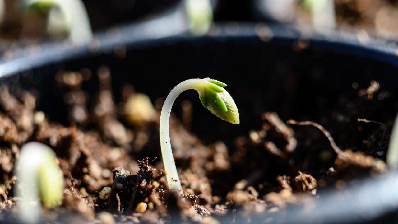 Maple tree seedling beginning to germinate with radicle emerging after cold stratification