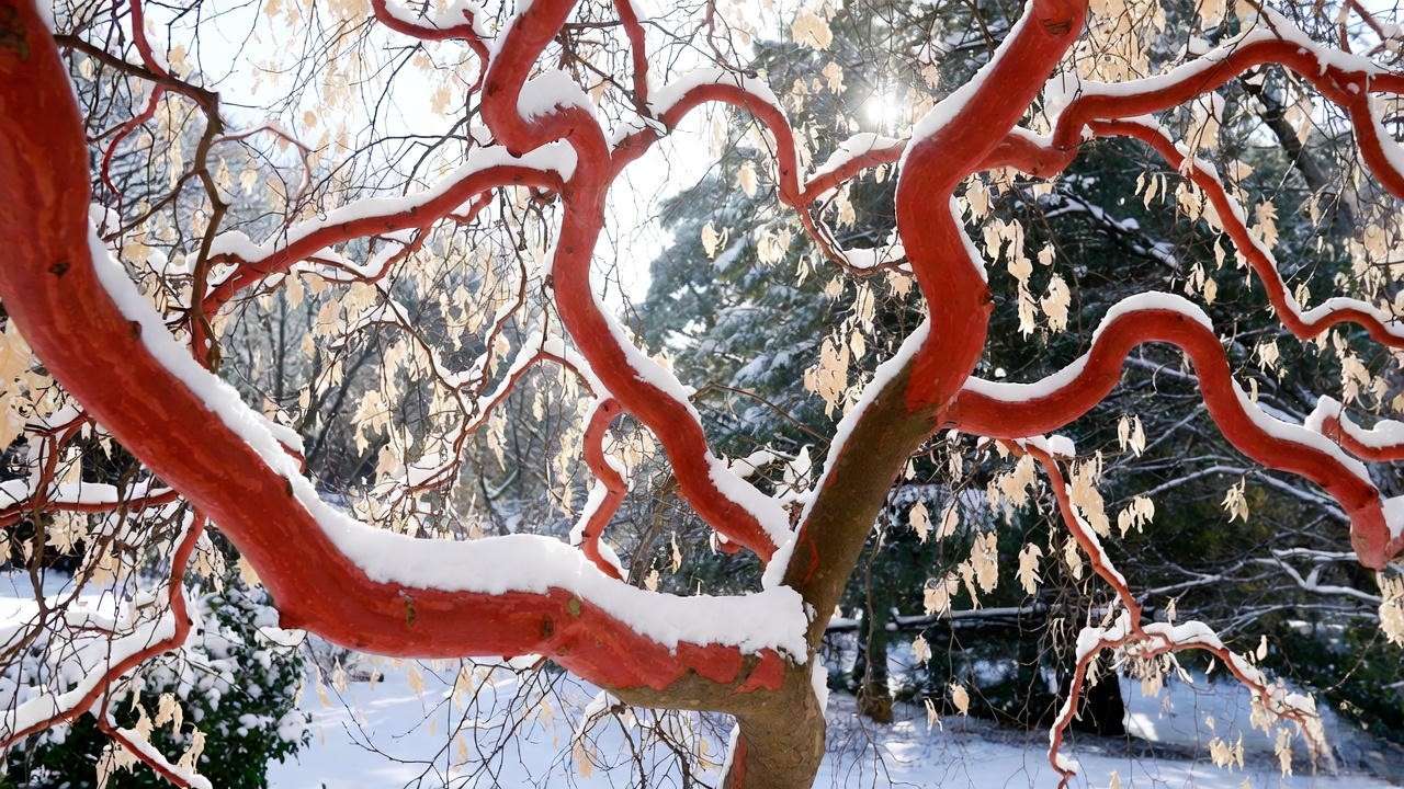 Coral bark Japanese maple Sango-kaku showing brilliant winter stem color