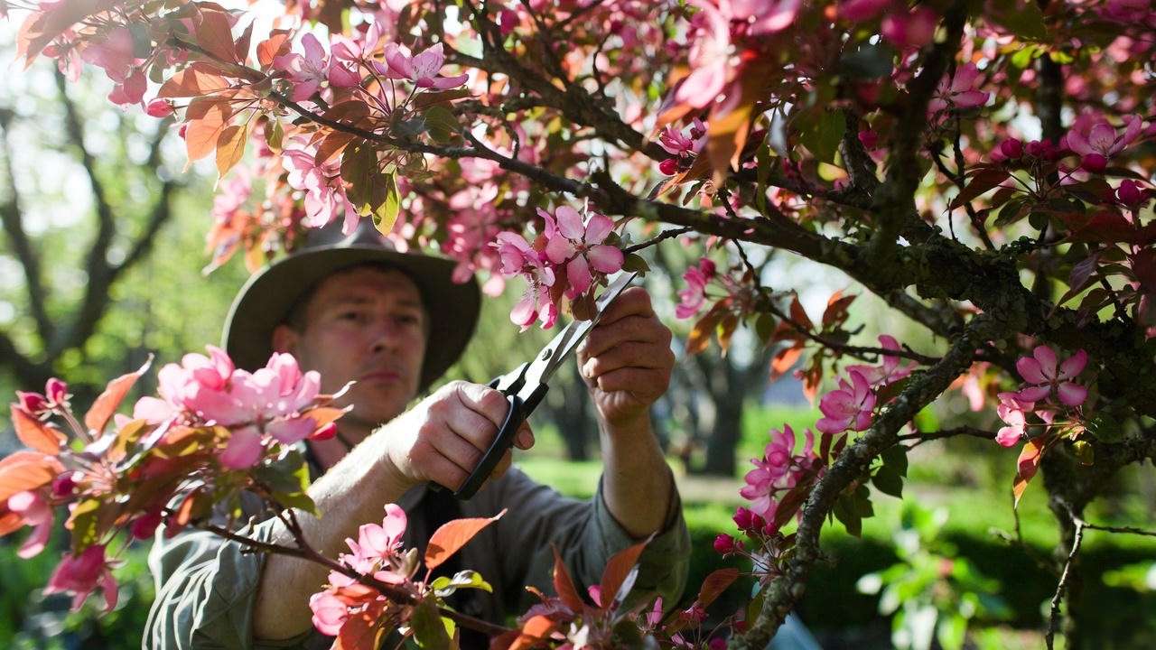 Gardener pruning pink-blooming tree with shears in spring garde