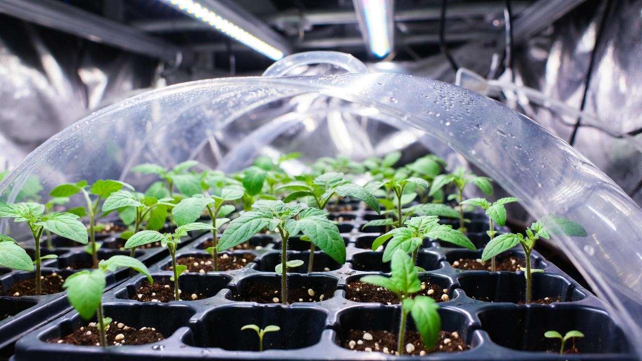 Young German Johnson tomato seedlings under grow lights ready for potting up