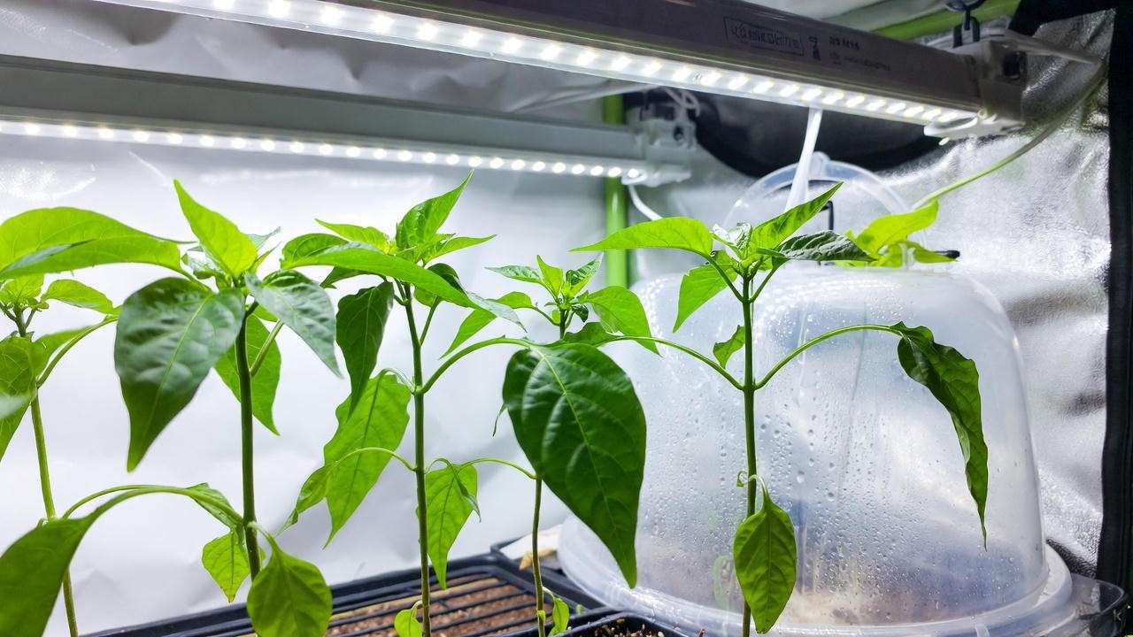 Starting Seeds Indoors Like a ProP