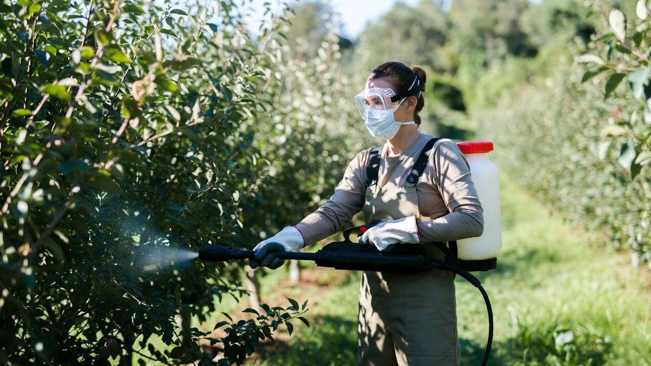 Gardener applying fruit tree fungicide with protective gear in orchard".