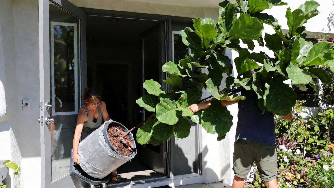 Safely transporting a huge indoor tree into home using proper wrapping and dolly technique