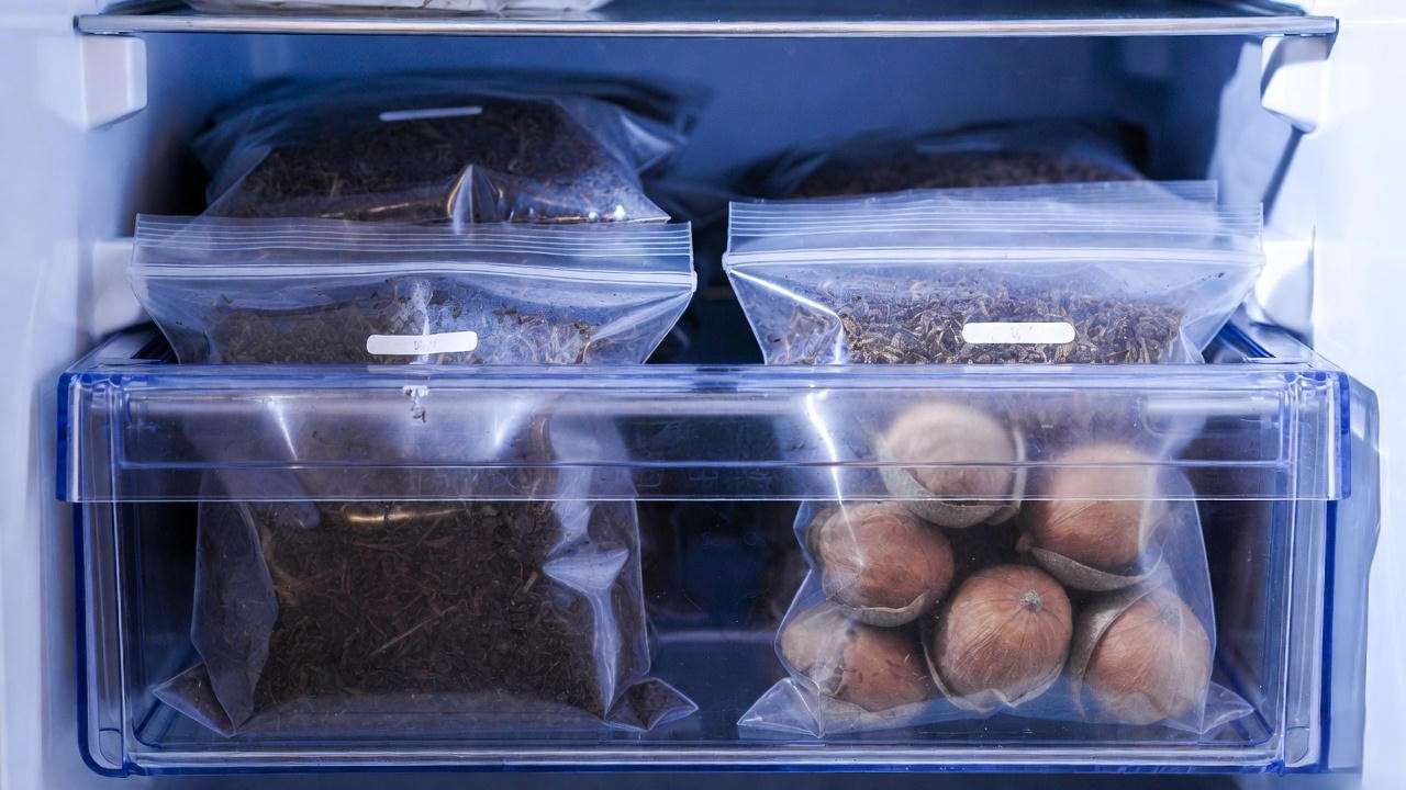 “Cold stratification of chestnut seeds in refrigerator using zip-lock bags”