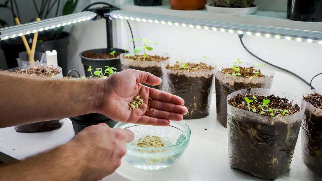 Indoor hollyhock seed starting process with scarification and grow lights”