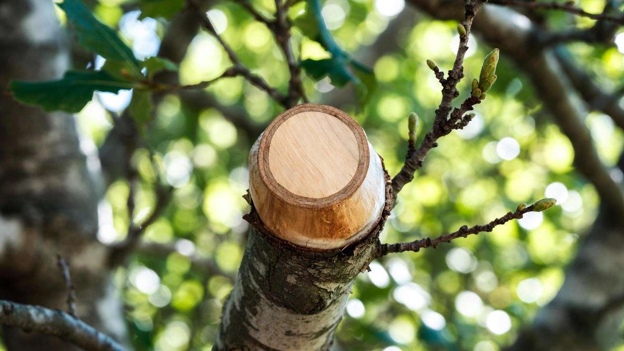Perfectly healed oak pruning cut showing healthy branch collar callus formation