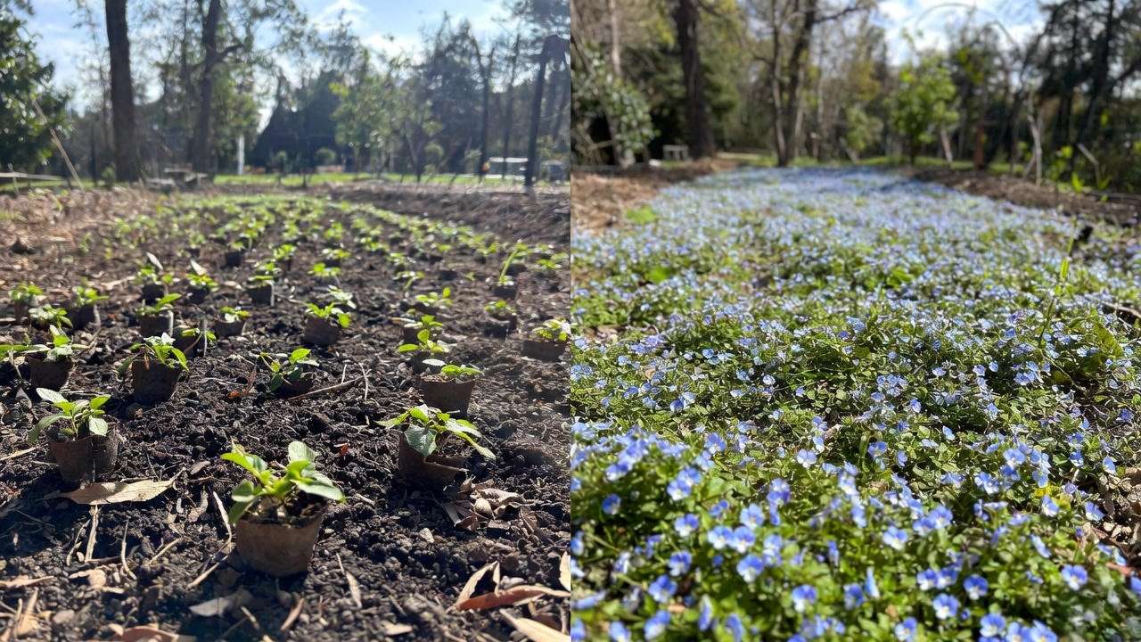 Before and after one year of Georgia Blue speedwell plant showing proper spacing and mature growth