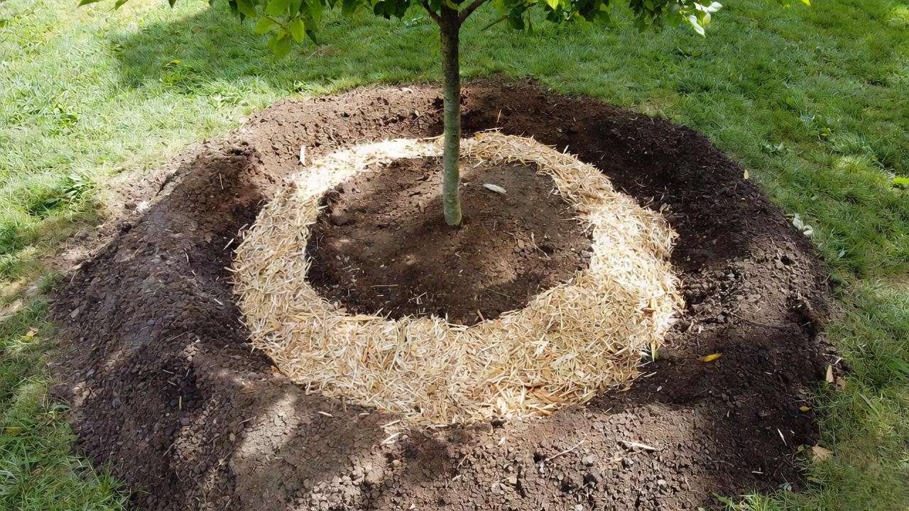 Proper watering berm and mulch ring around newly planted Shady Lady tree