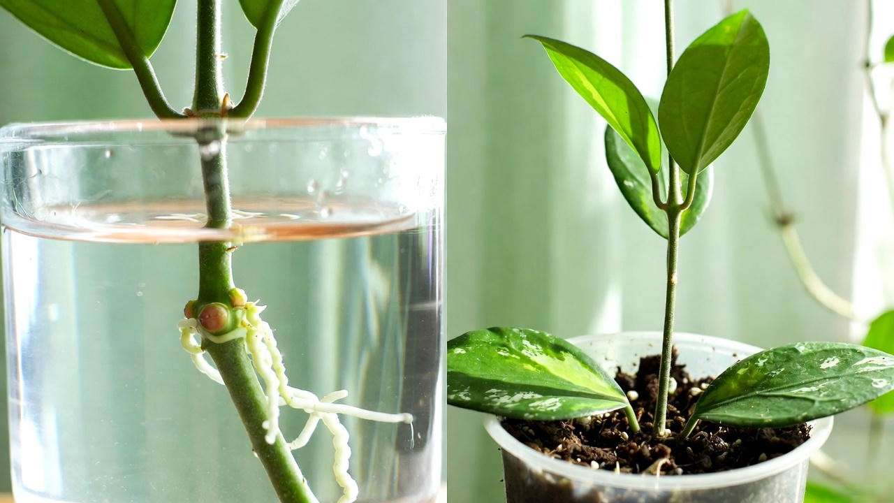 Step-by-step propagation of variegated heart hoya stem cutting in water and pot."