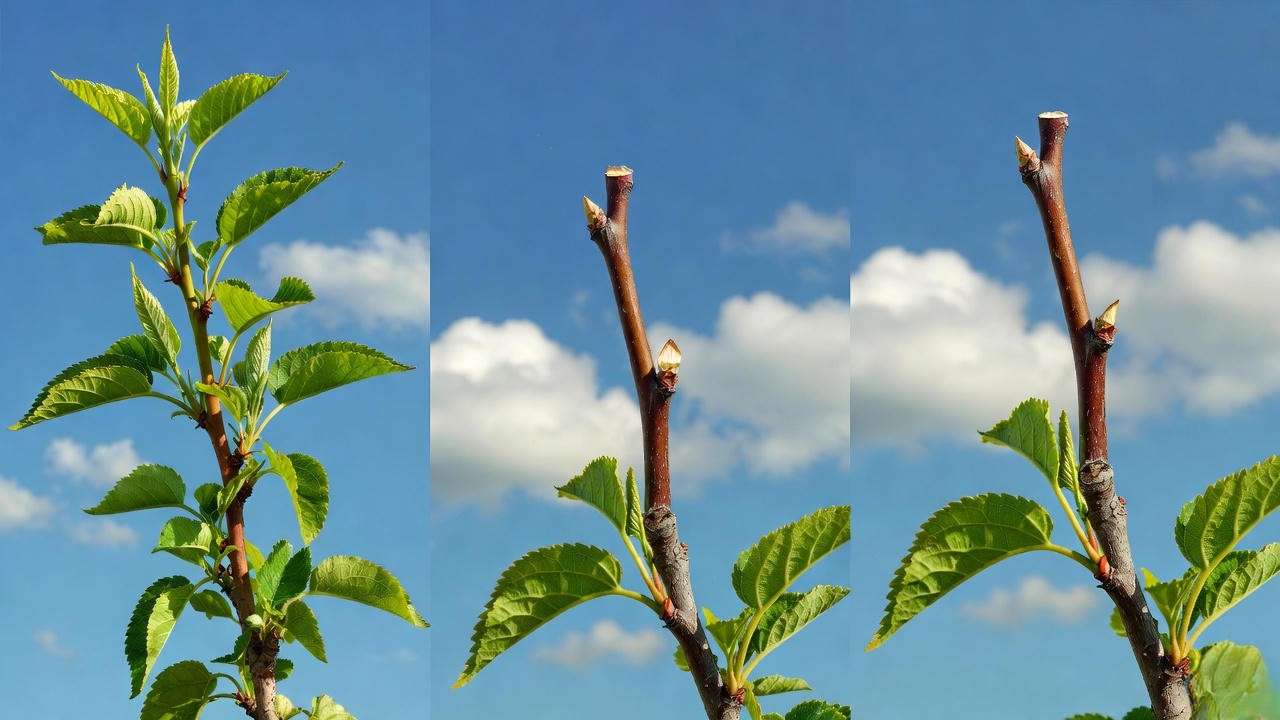 Step-by-step proper pruning technique for bigger blooms on Dynamite crape myrtle