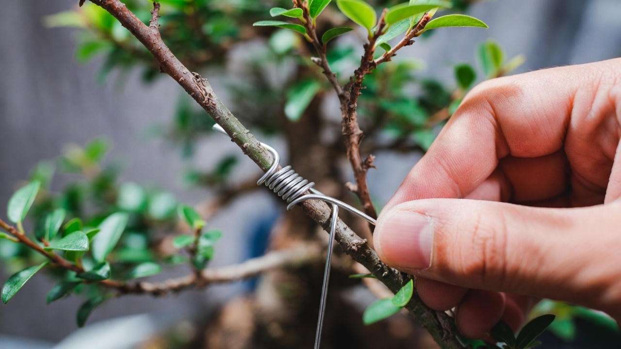 How to wire a bonsai branch safely using aluminum wire – beginner technique
