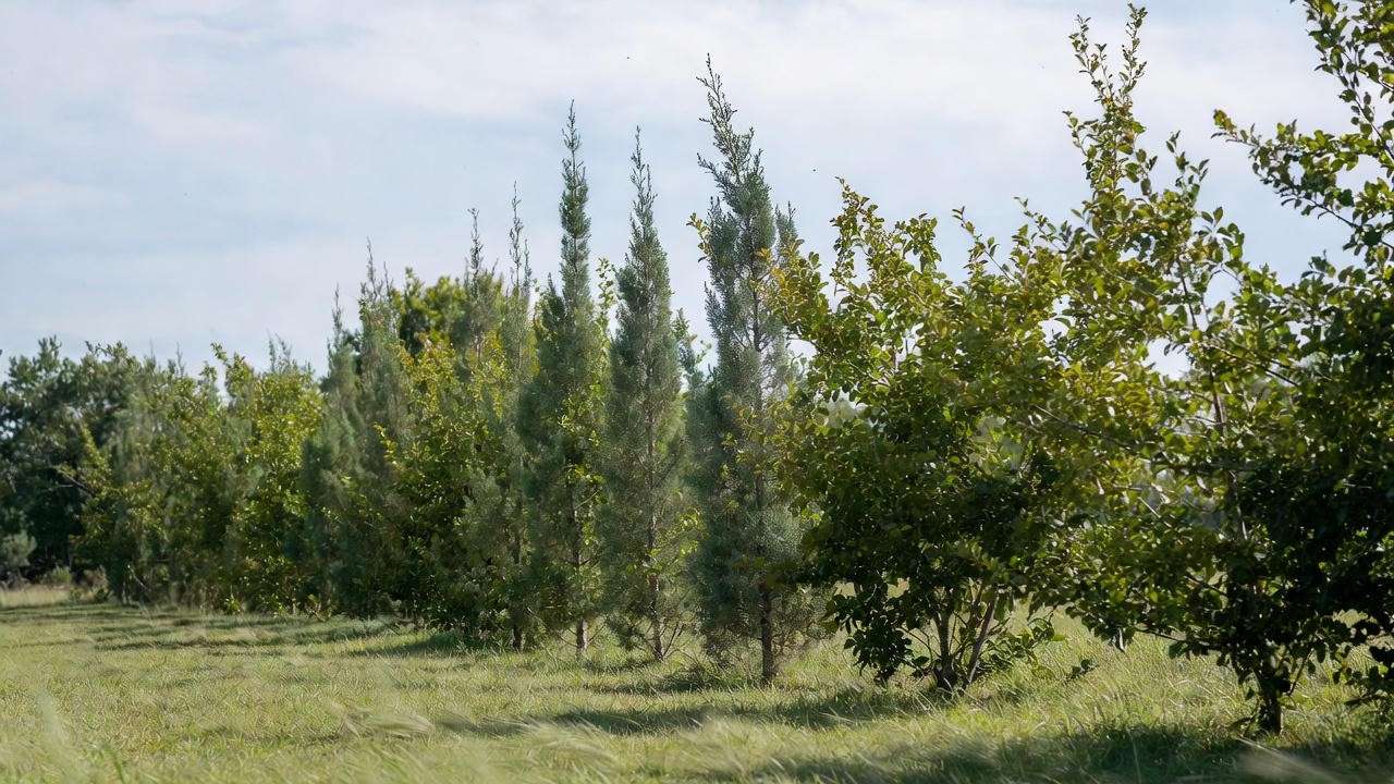 Windbreak planting with tall skinny junipers and holly companions for storm protection