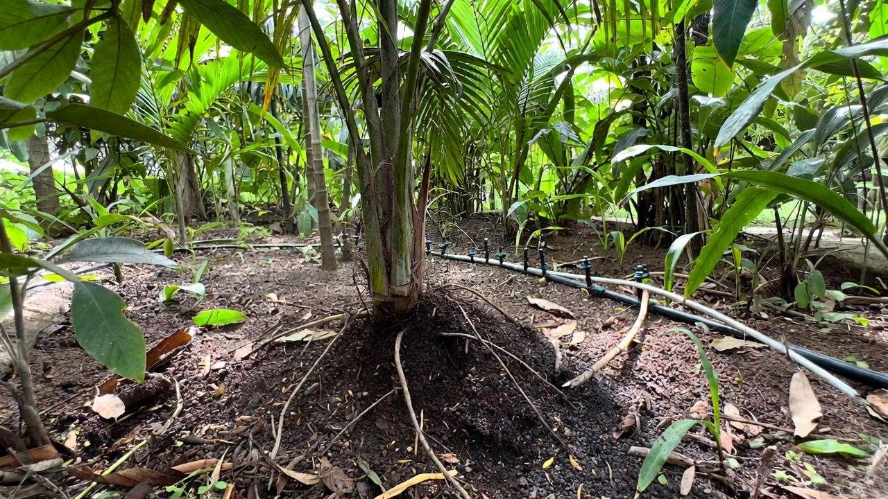 Sustainable garden with a palm tree, compost, seaweed extract, and drip irrigation system."