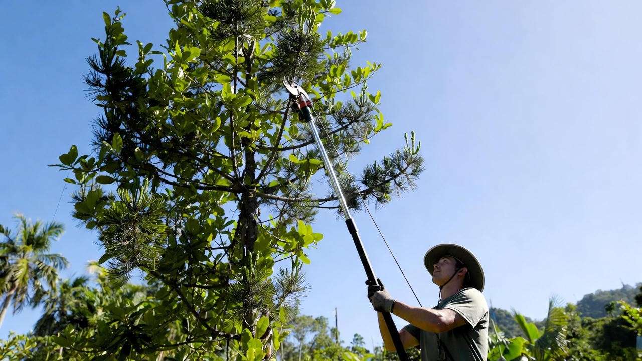Expert using pole pruner to safely trim high pine branches from ground level