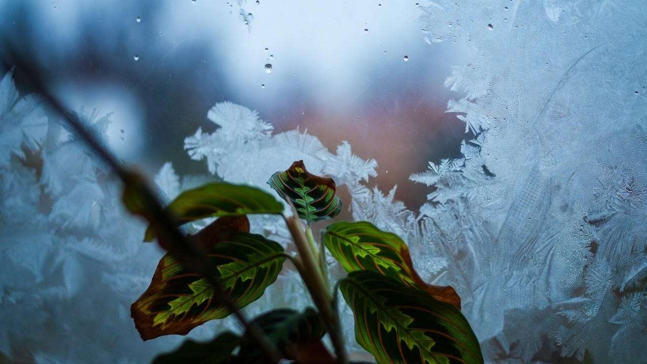 Maranta suffering from cold draft near winter window – brown edges from low temperature shock