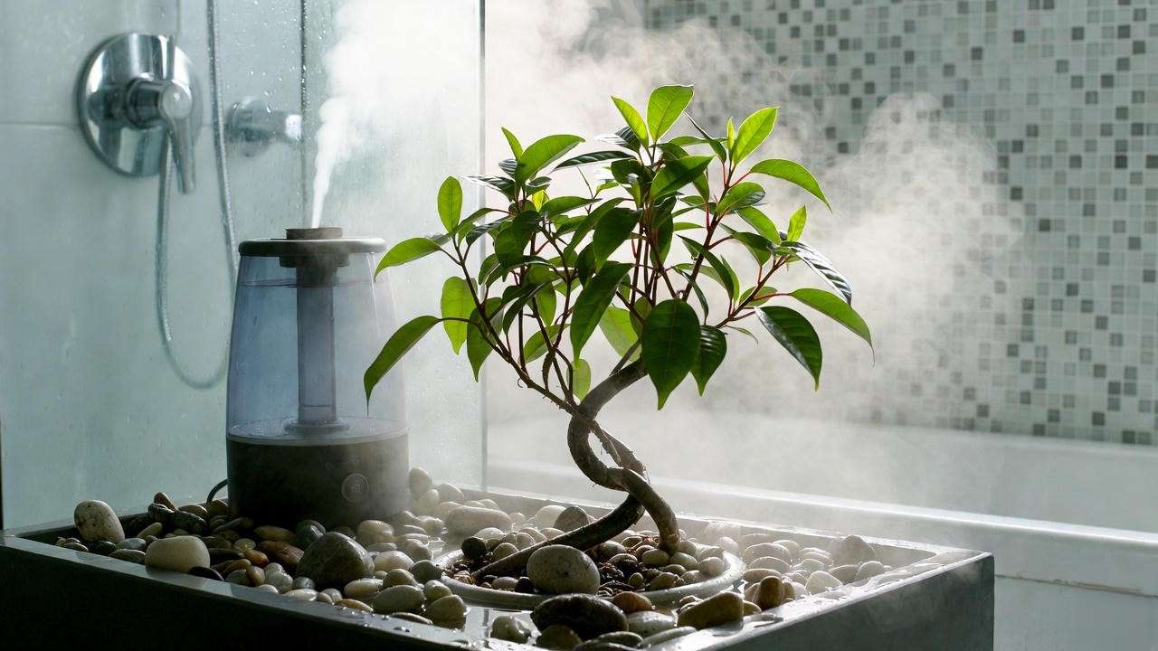 Best humidity solutions for twisted lipstick plant – pebble tray, humidifier, and bathroom
