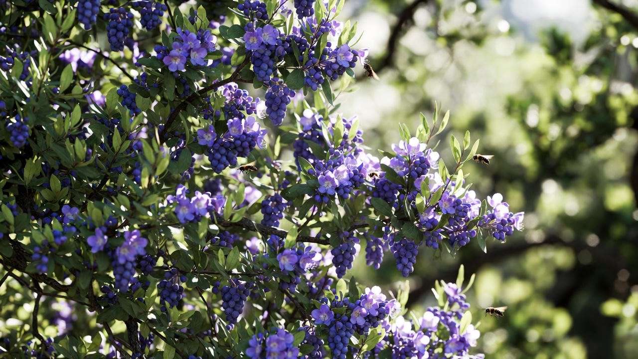 Texas Mountain Laurel (Sophora secundiflora) in full purple bloom with grape-scented flowers in Texas Hill Country