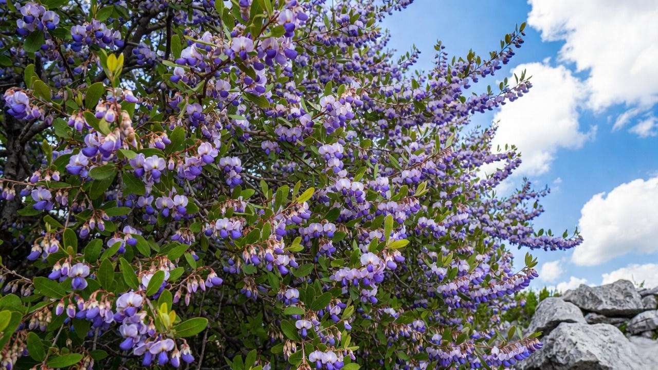 Texas Mountain Laurel in full purple bloom with grape fragrance in Central Texas landscape