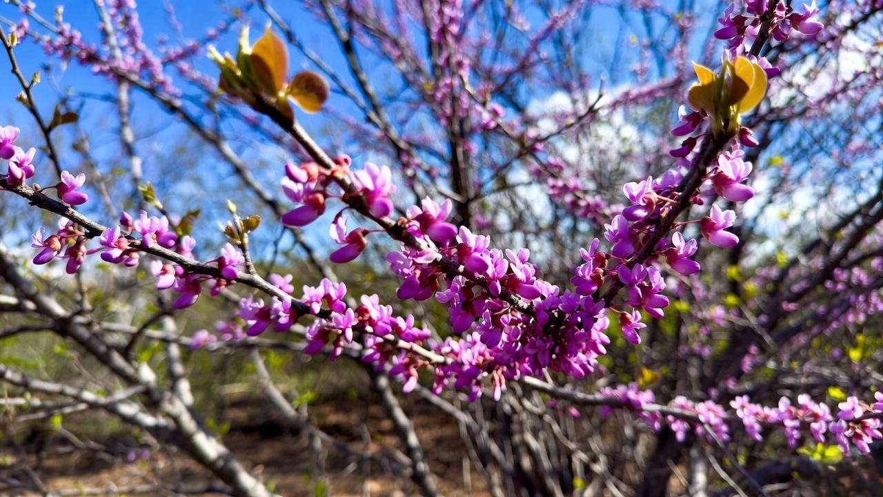 Oklahoma Texas Redbud in full magenta spring bloom against blue sky