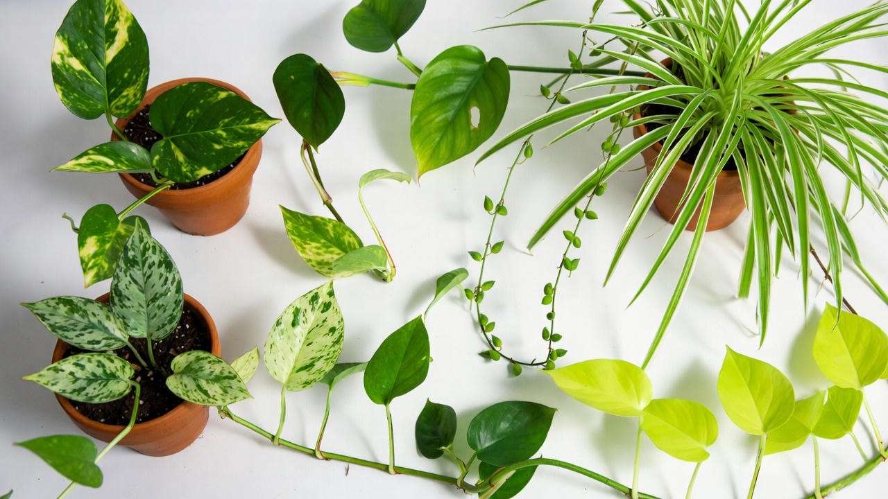 Top 5 easiest trailing indoor plants for beginners: pothos, philodendron, and spider plant