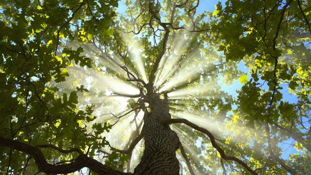 Tall Windwalker hybrid oak reaching 60 feet in 15 years with perfect form