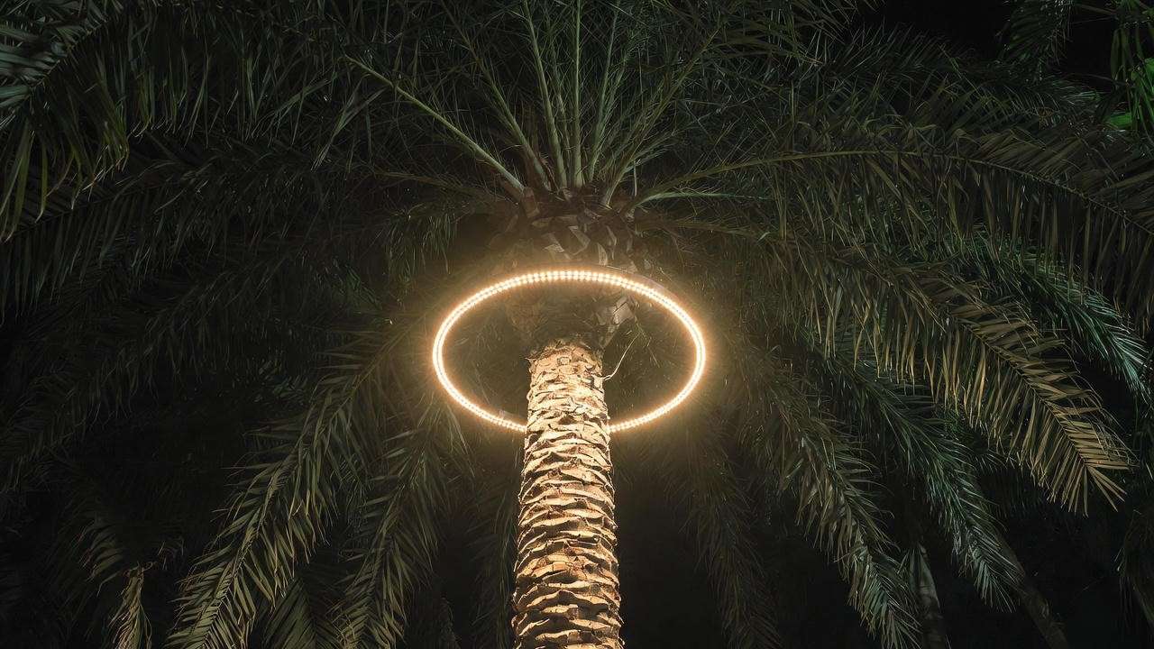 Professional 360° LED ring light on palm tree creating perfect warm white crown illumination at night
